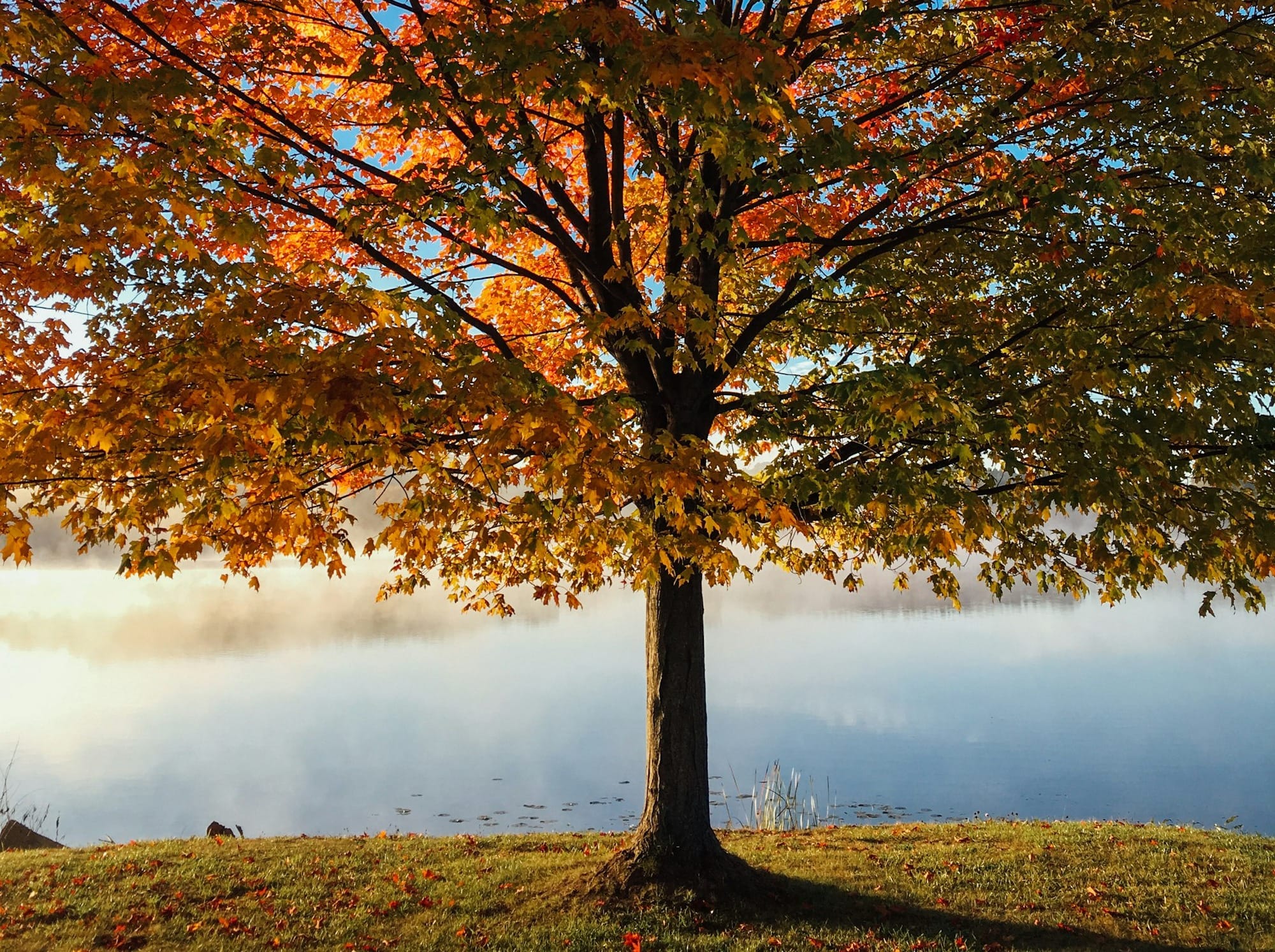 red and brown leafy tree at daytime