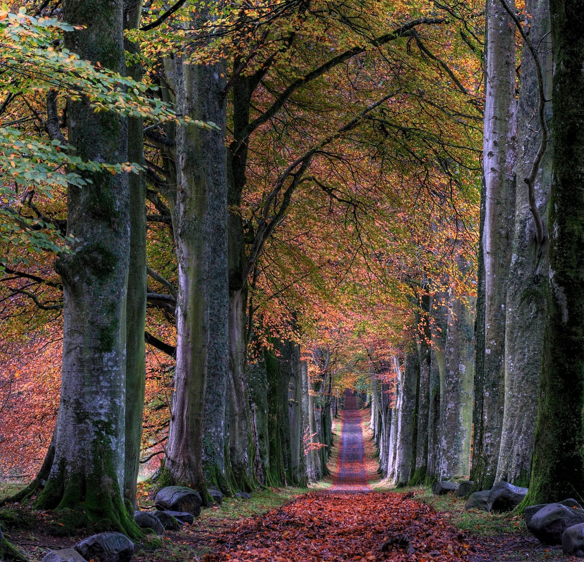 road with falling leaves in between of trees